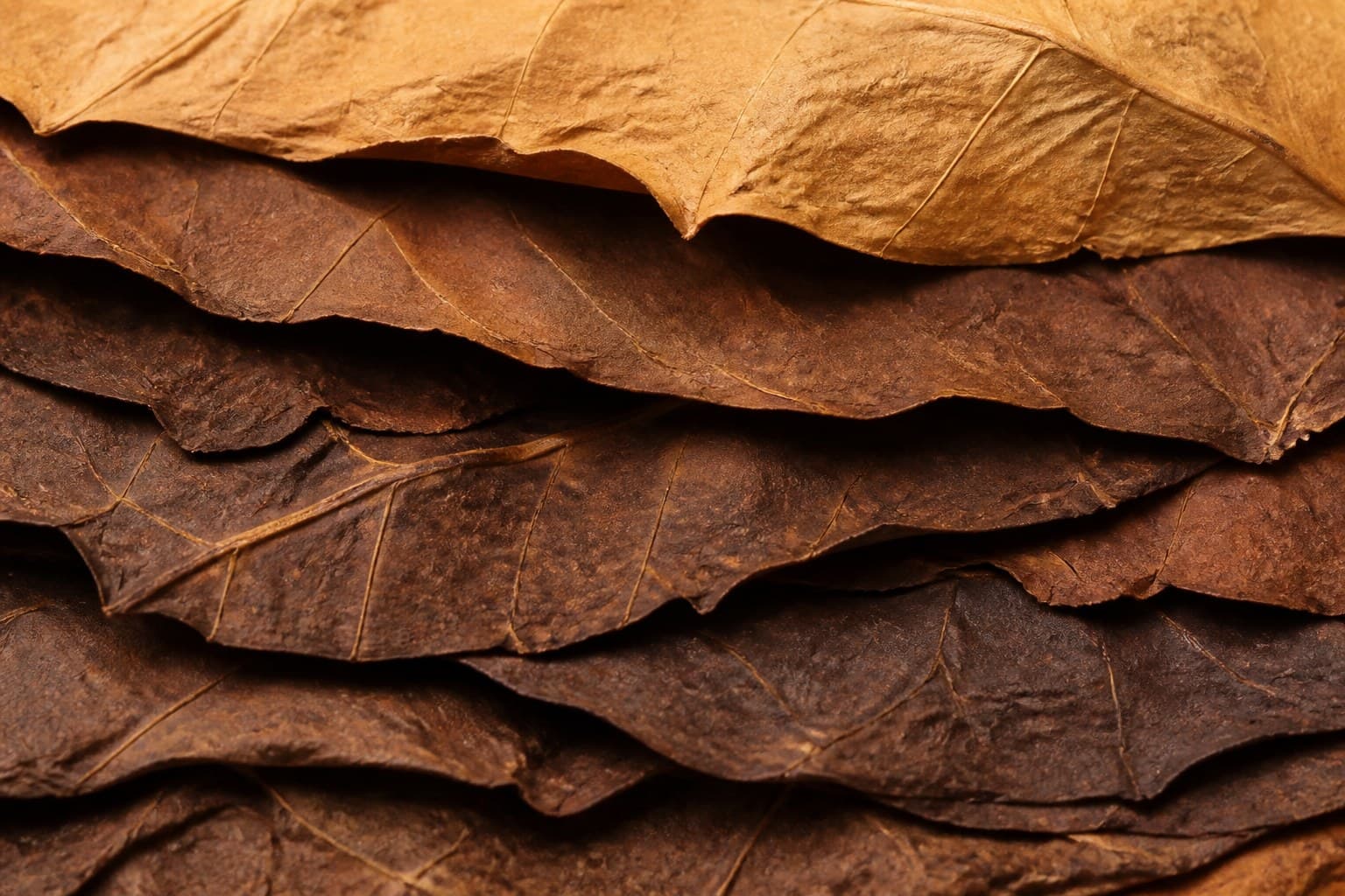 Stacked cured tobacco wrapper leaves from light Connecticut shade to deep Maduro brown